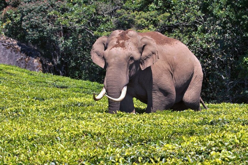 മൂന്നാറിൽ പടയപ്പയുടെ പരാക്രമം തുടരുന്നു